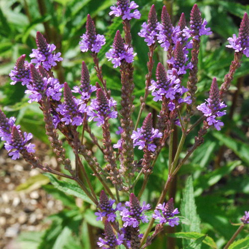 Verbena Hastata Blue