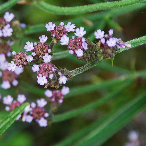 Verbena Litoralis