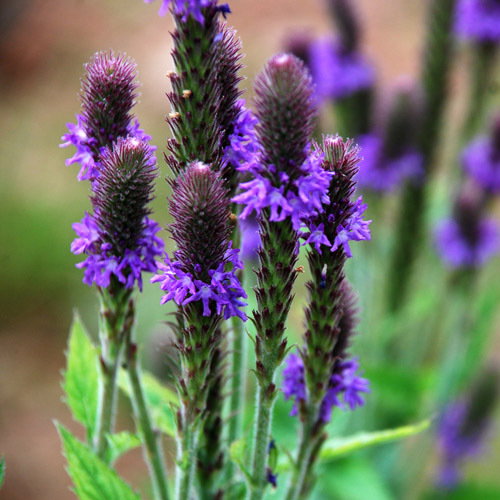 Verbena Macdougalii