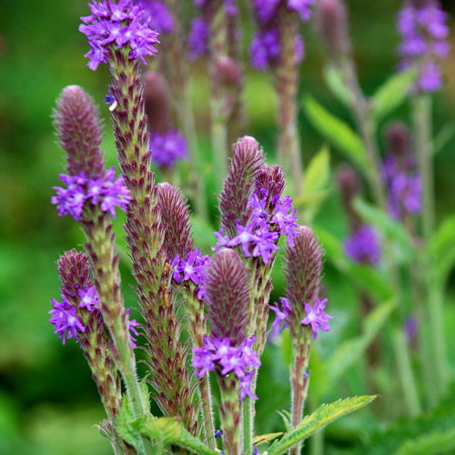 Verbena Macdougalii