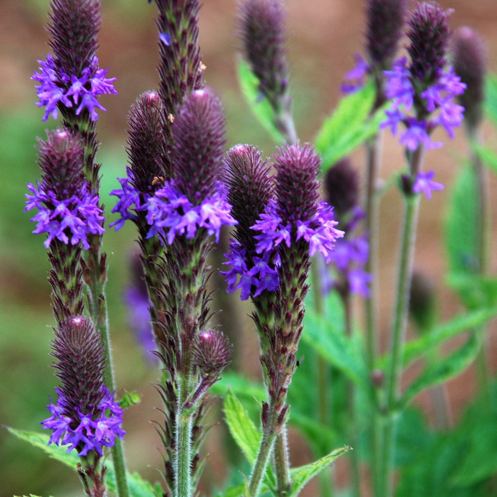 Verbena Macdougalii