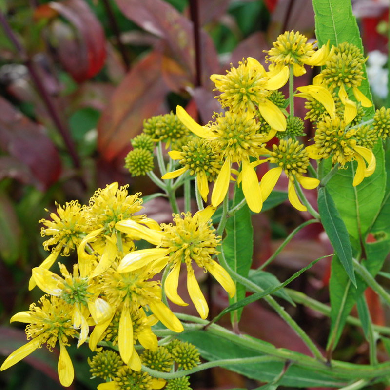 Verebesina Alternifolia