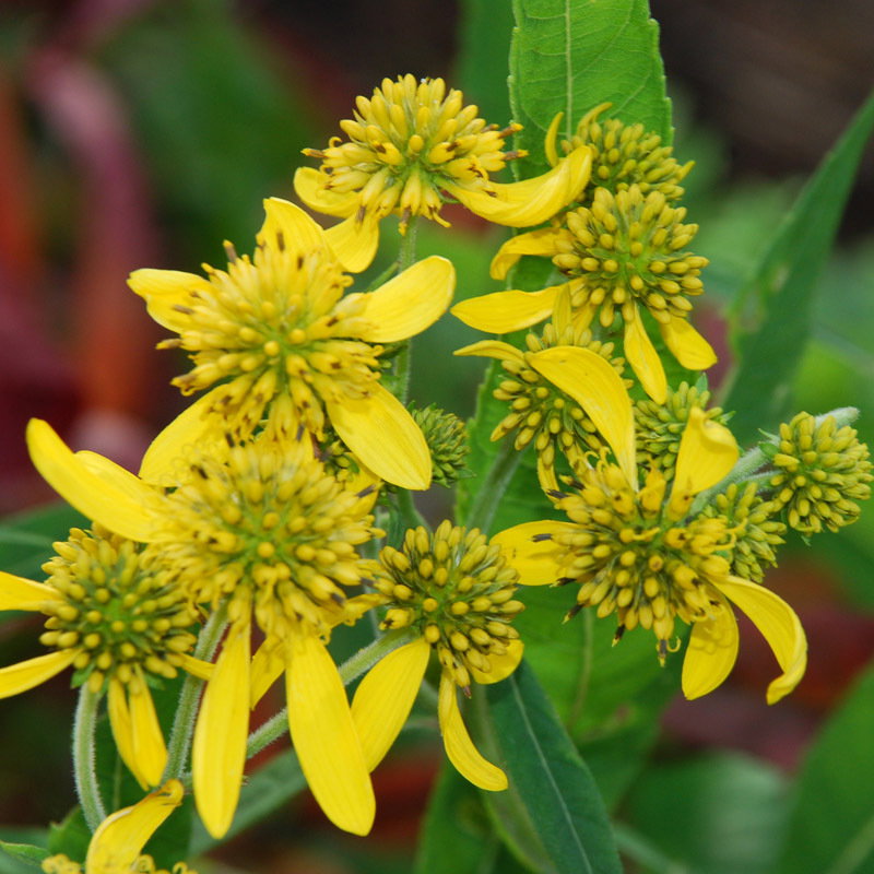 Verbesina Alternifolia