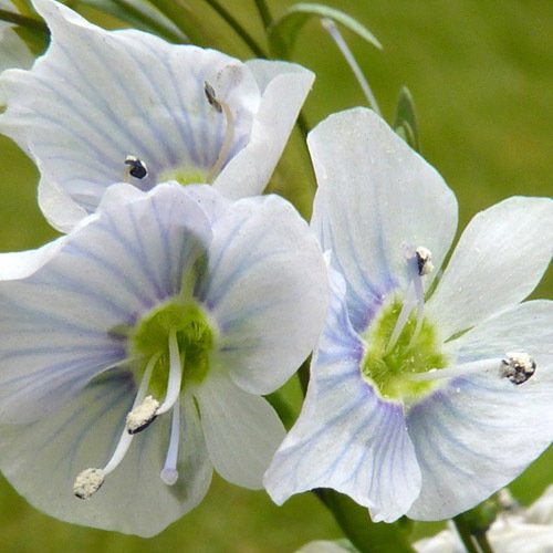 Veronica Gentianoides