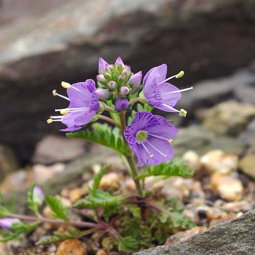 Veronica Schmidtiana Nana
