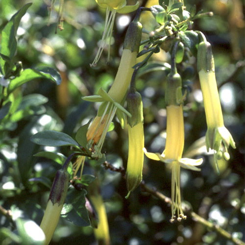 Vestia Lycioides