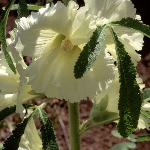 Alcea Ficifolia Yellow