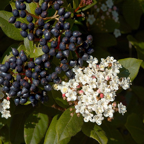 Viburnum Tinus