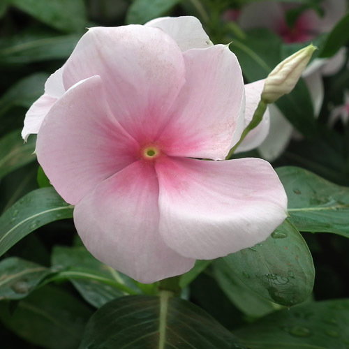 Vinca Rosea