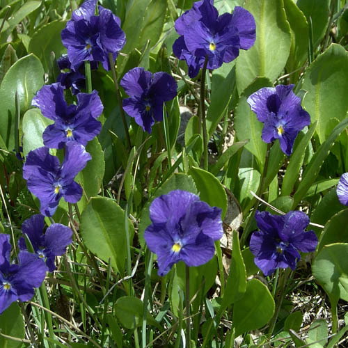 Viola Altaica
