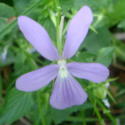 Viola Cornuta