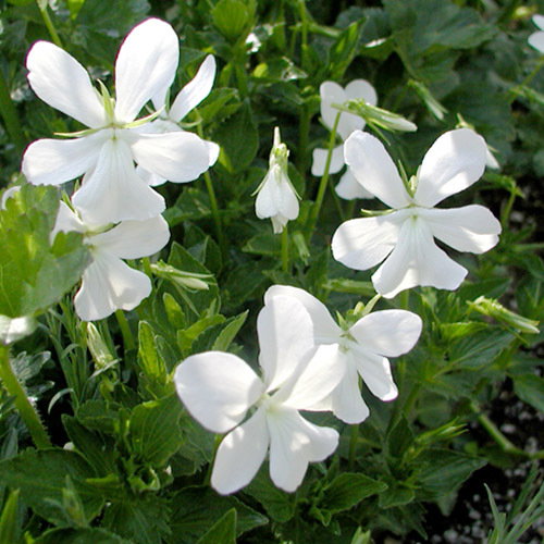 Viola Cornuta Minor Alba