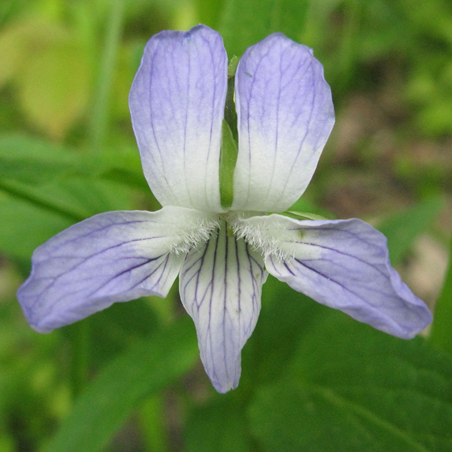 Viola Elatior