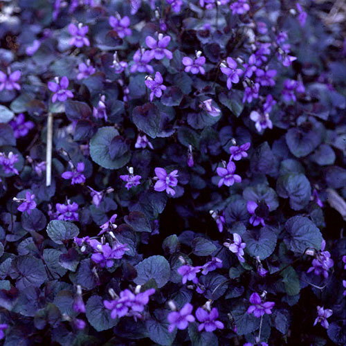 Viola Lab Purpurea