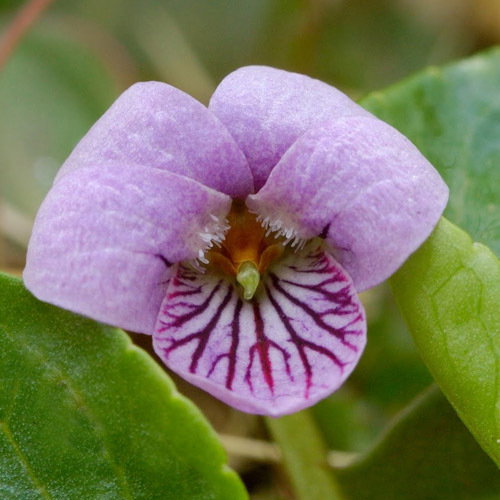 Viola Palustris