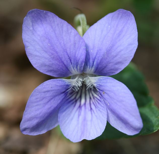 Viola Riviniana