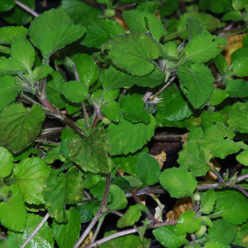 Viola Tenuis Leaves