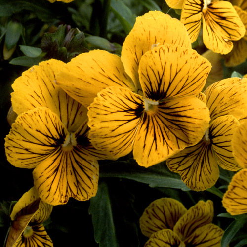 Viola Tigereye