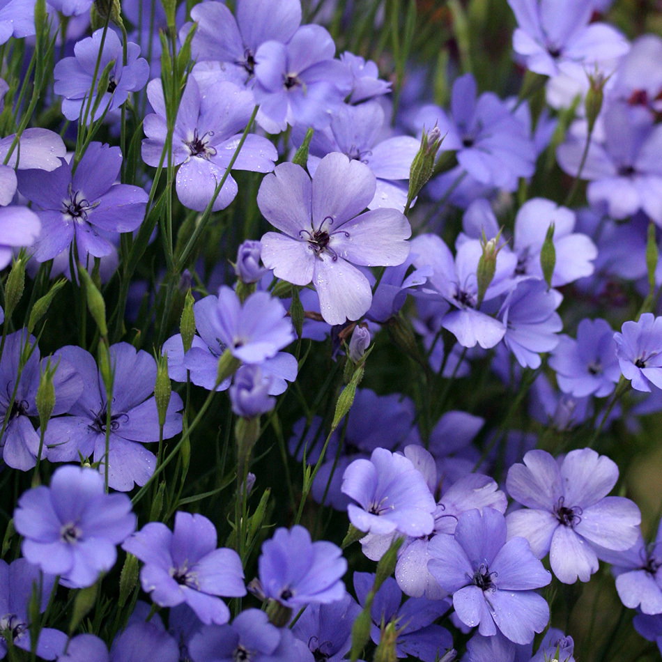 Viscaria Oculata Blue German Catchfly From Annie