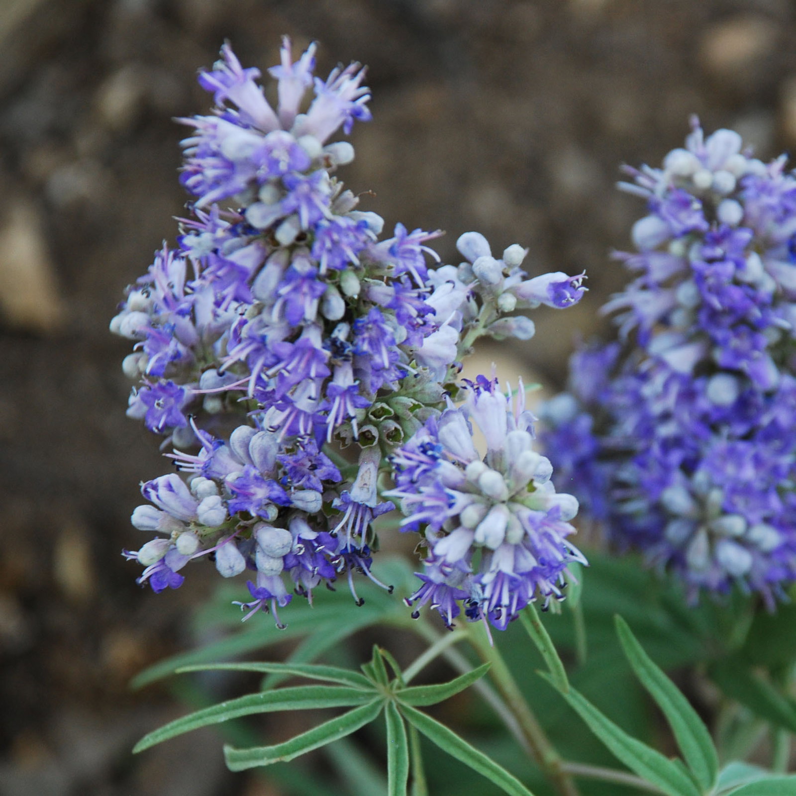 Vitex Agnus Castus