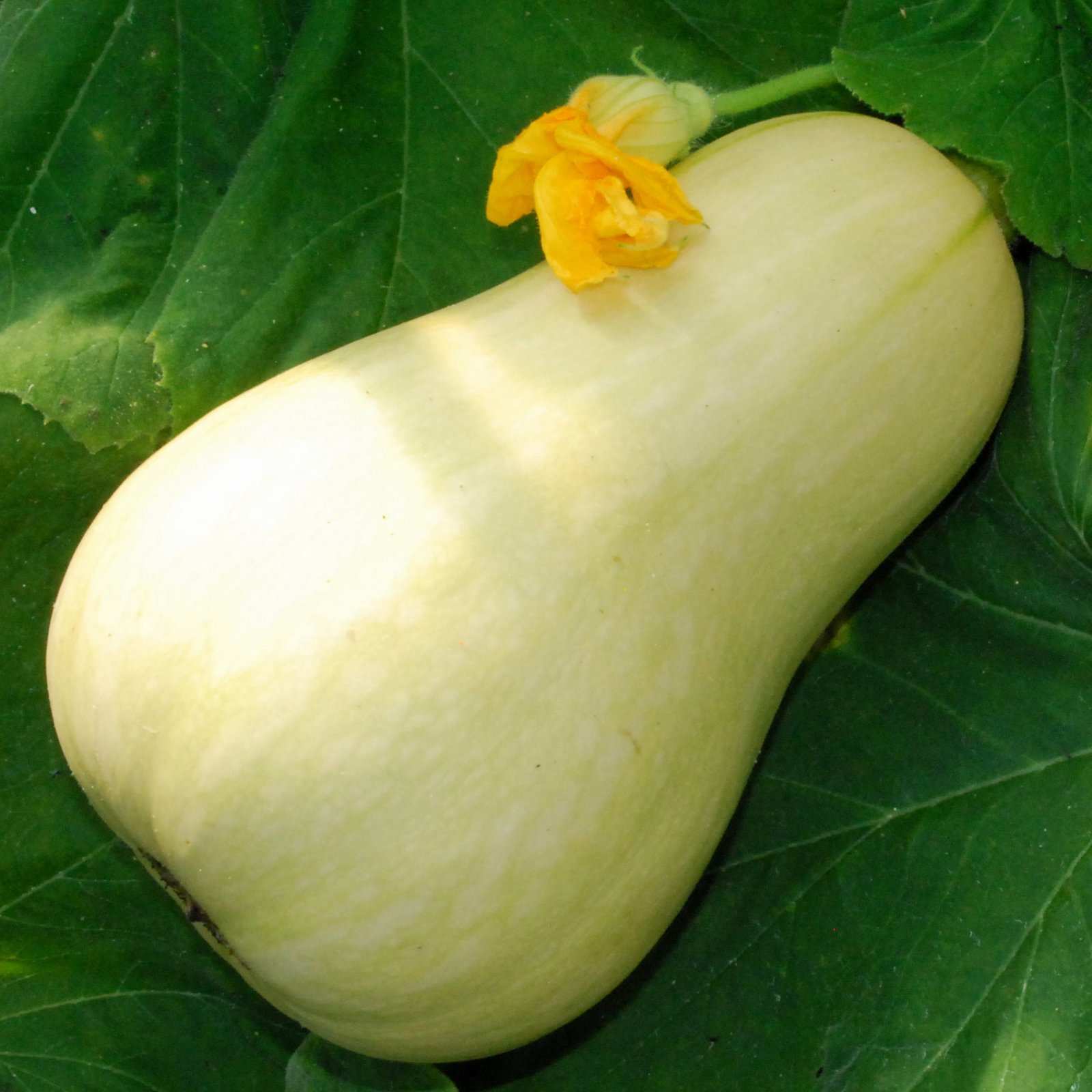 Butternutsquashcobnutwinsq2