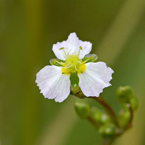 Alisma Plantago Blossom