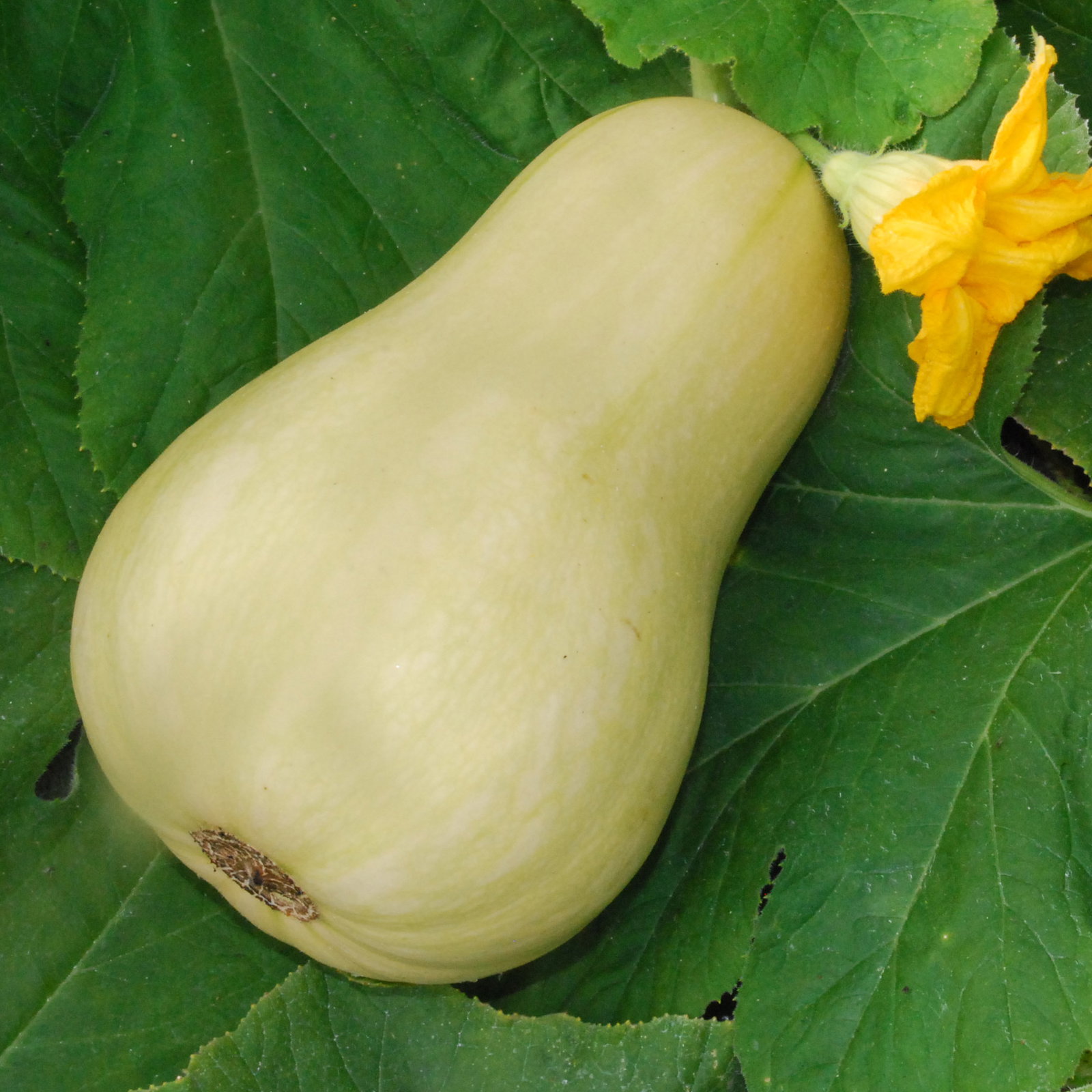 Butternutsquashcobnutwinsq1