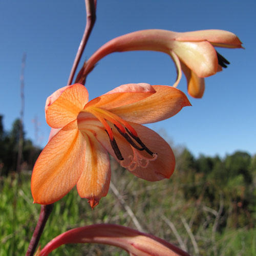 Watsonia Bulbilifera
