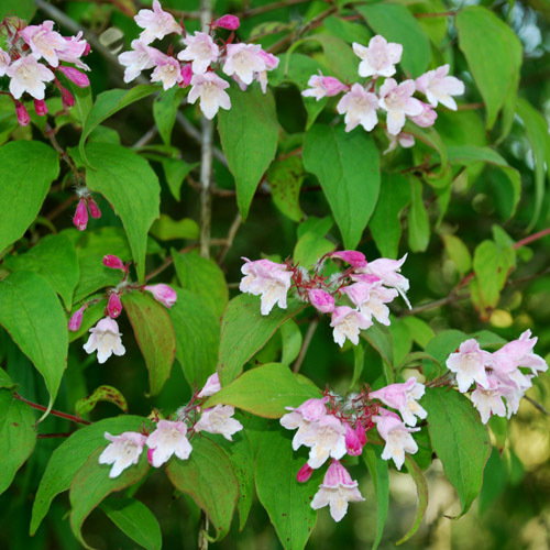 Weigela Florida