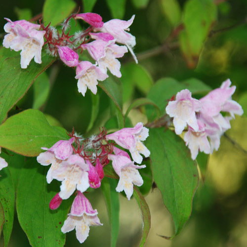 Weigela Florida