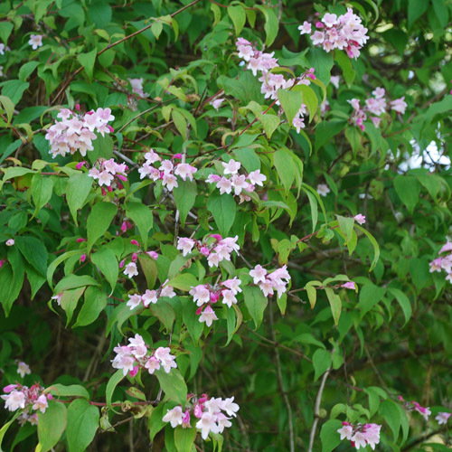 Weigela Florida