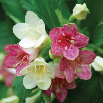 Weigela Florida Versicolor