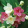 Weigela Florida Versicolor