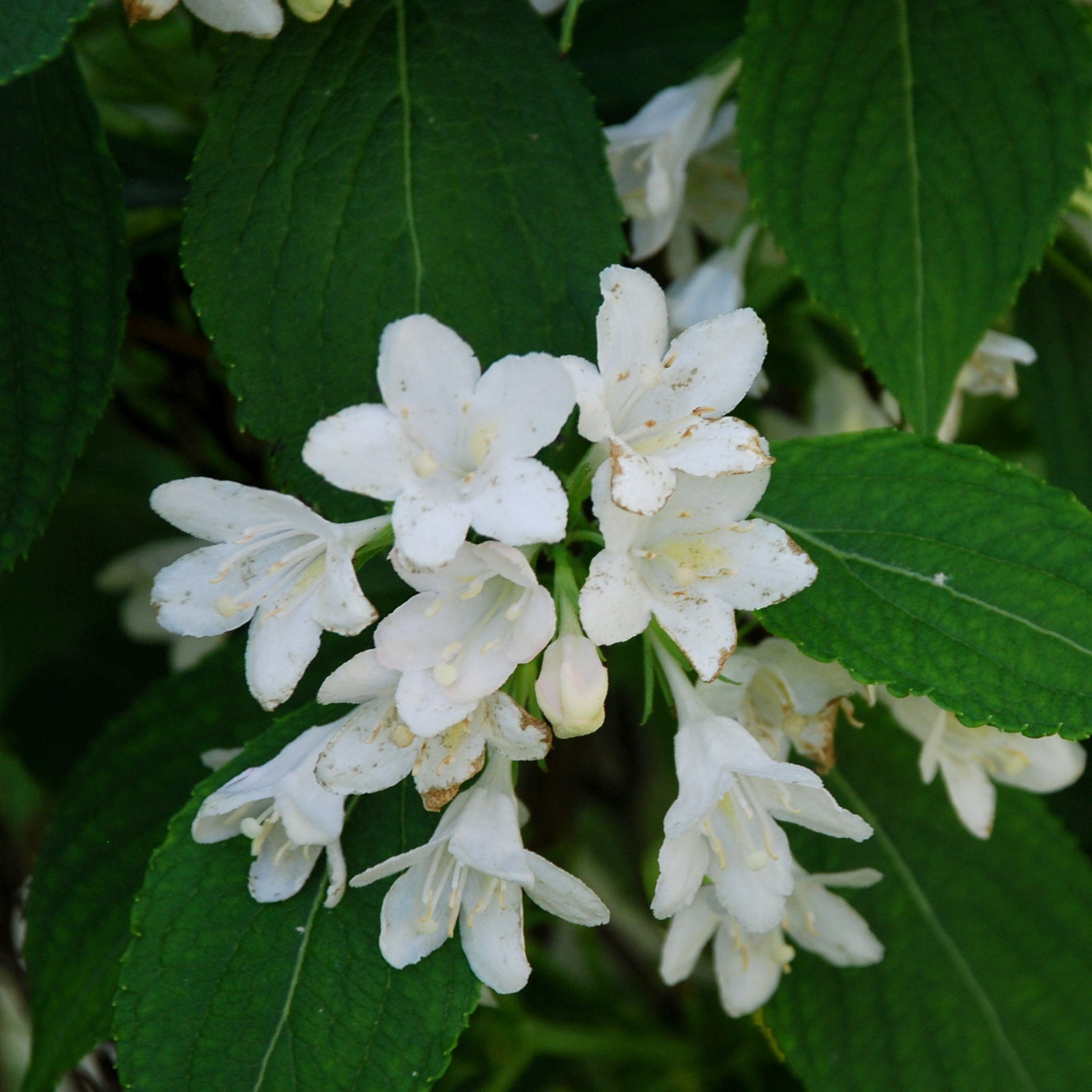 Weigela Snowflake