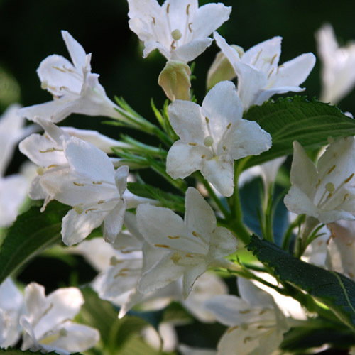 Weigela Snowflakes