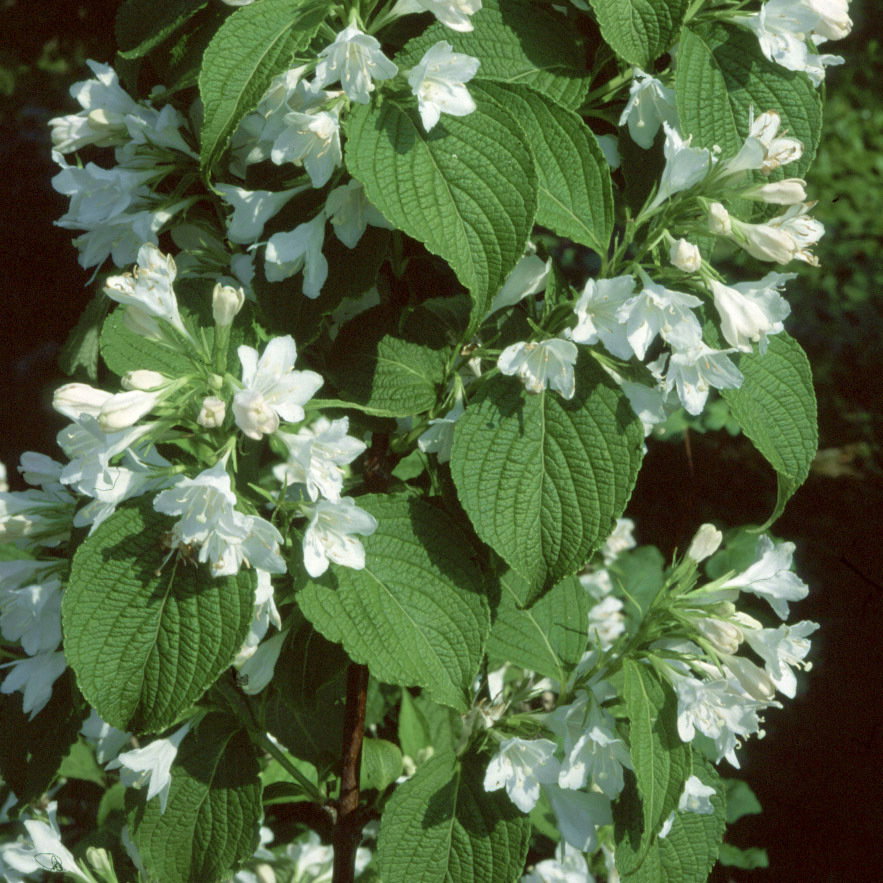 Weigela Nivea