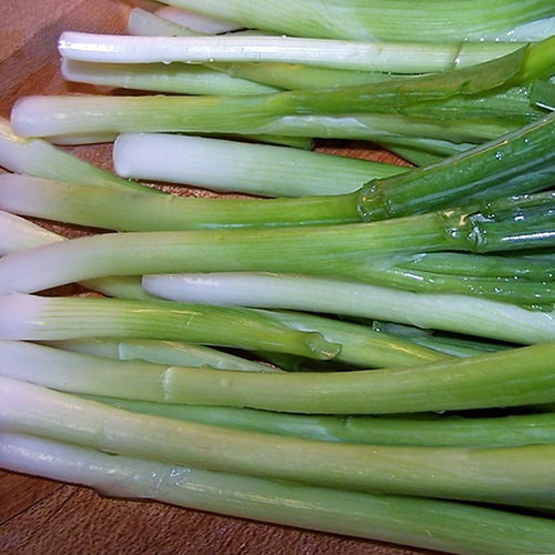 Welsh Onions