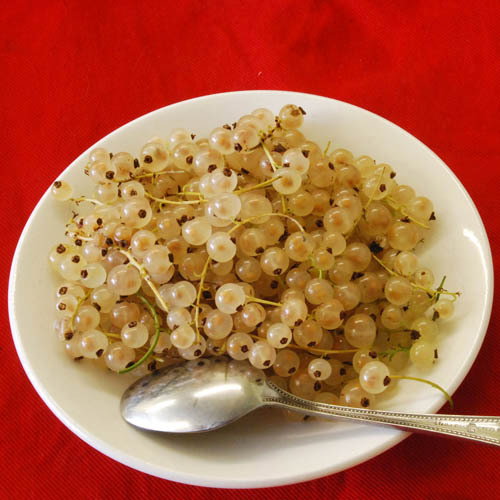 White Currant