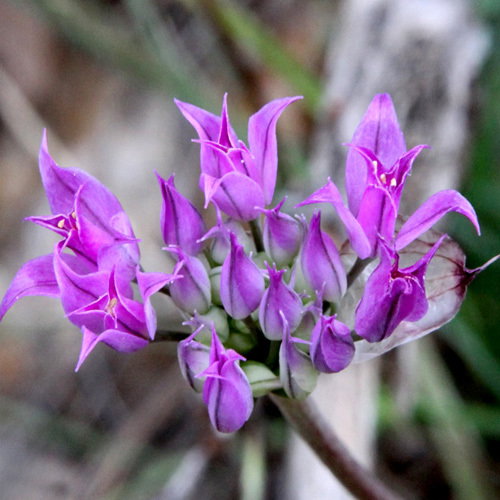 Allium Acuminatum