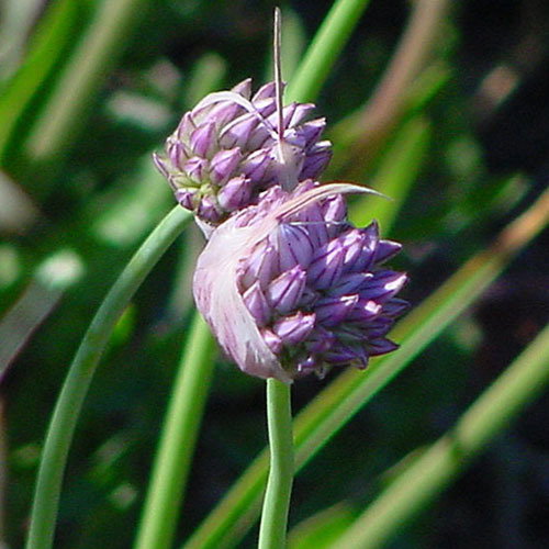 Allium Acutiflorum