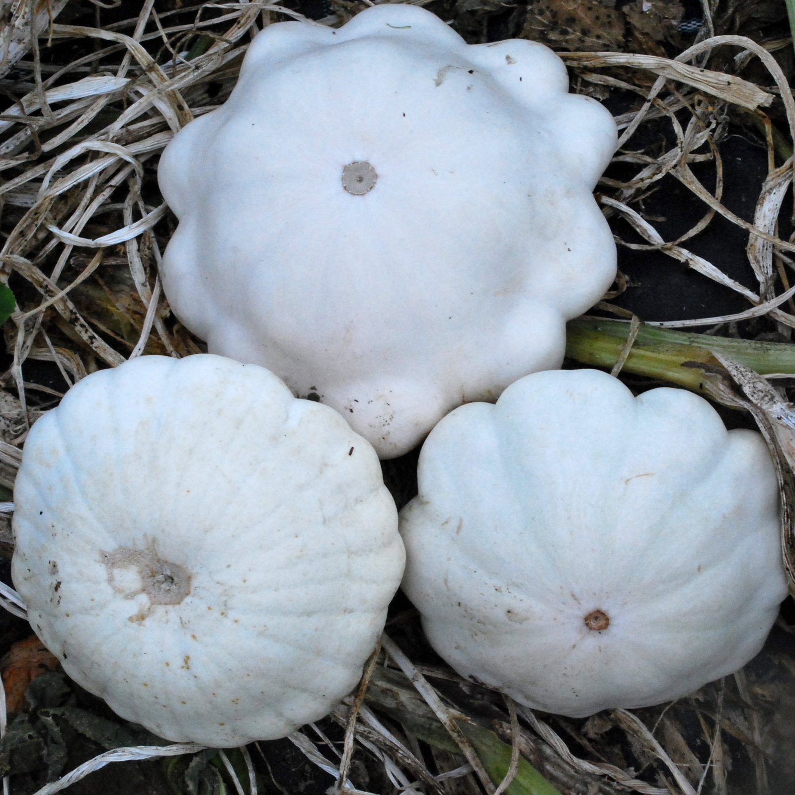 Whitescallop