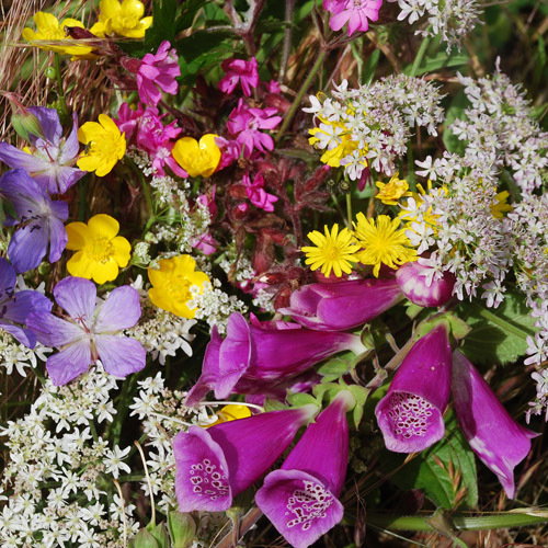Wild Flower Mix