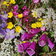 Wild Flower Mix