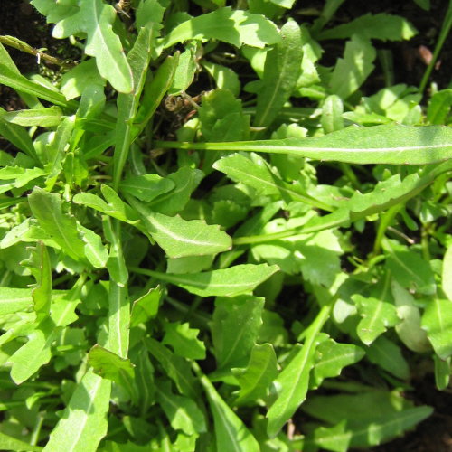 Wild Rocket
