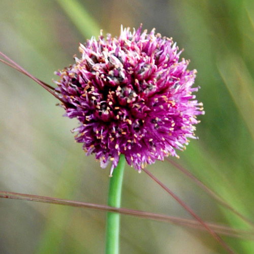 Allium Amphibolum