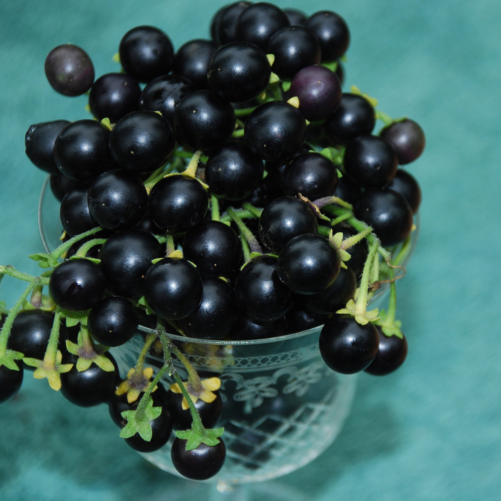 Wonderberry2