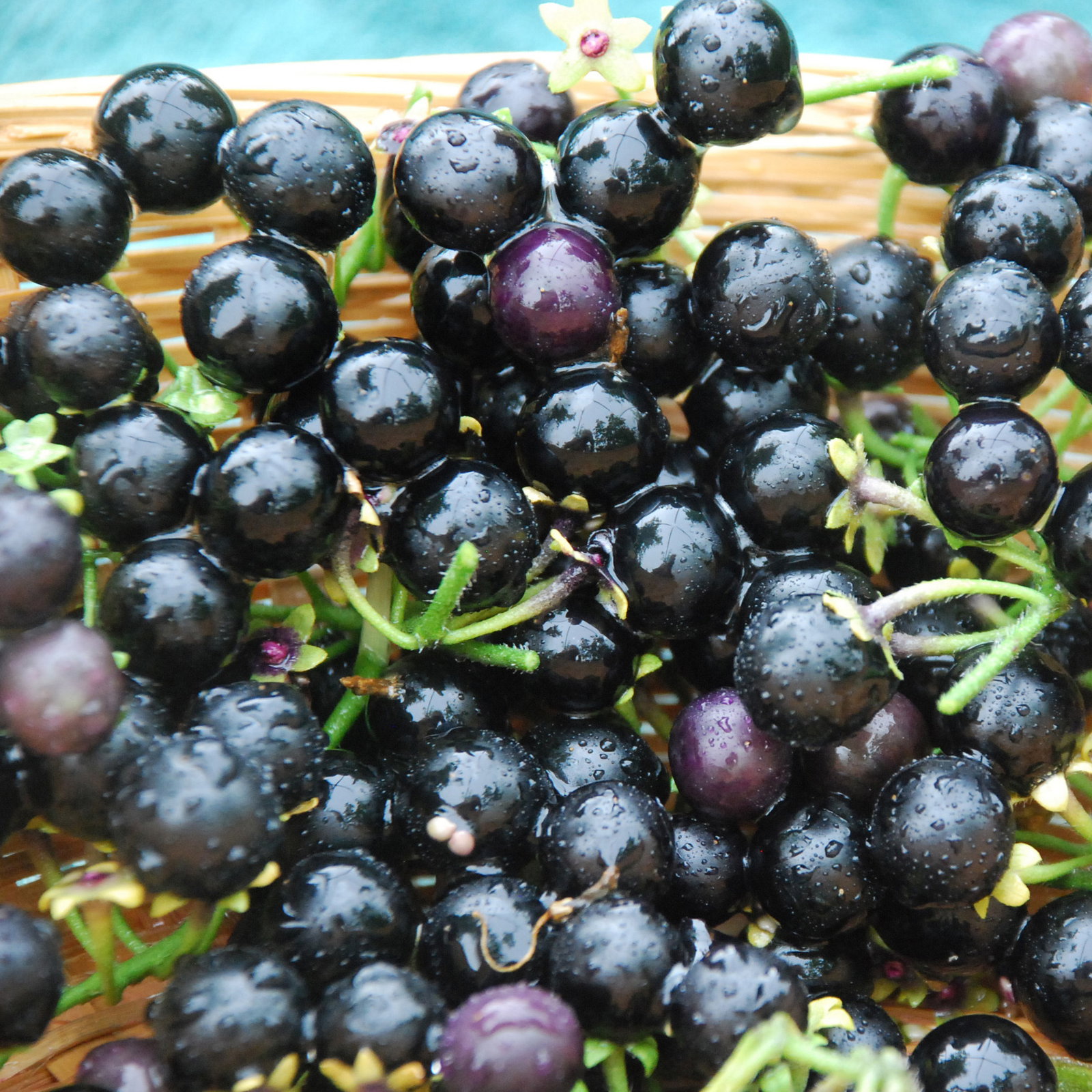 Wonderberry1