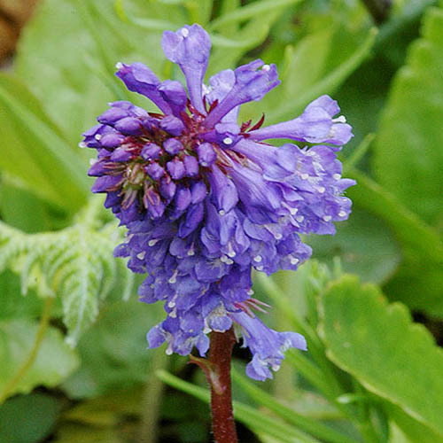 Wulfenia Carinthiaca