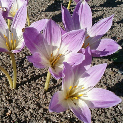 Colchicum Speciosum Bornmuelleri