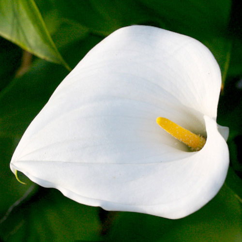 Zantedeschia Aethiopica